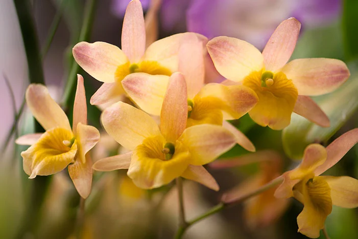 Nahaufnahme von gelben Orchideenblüten